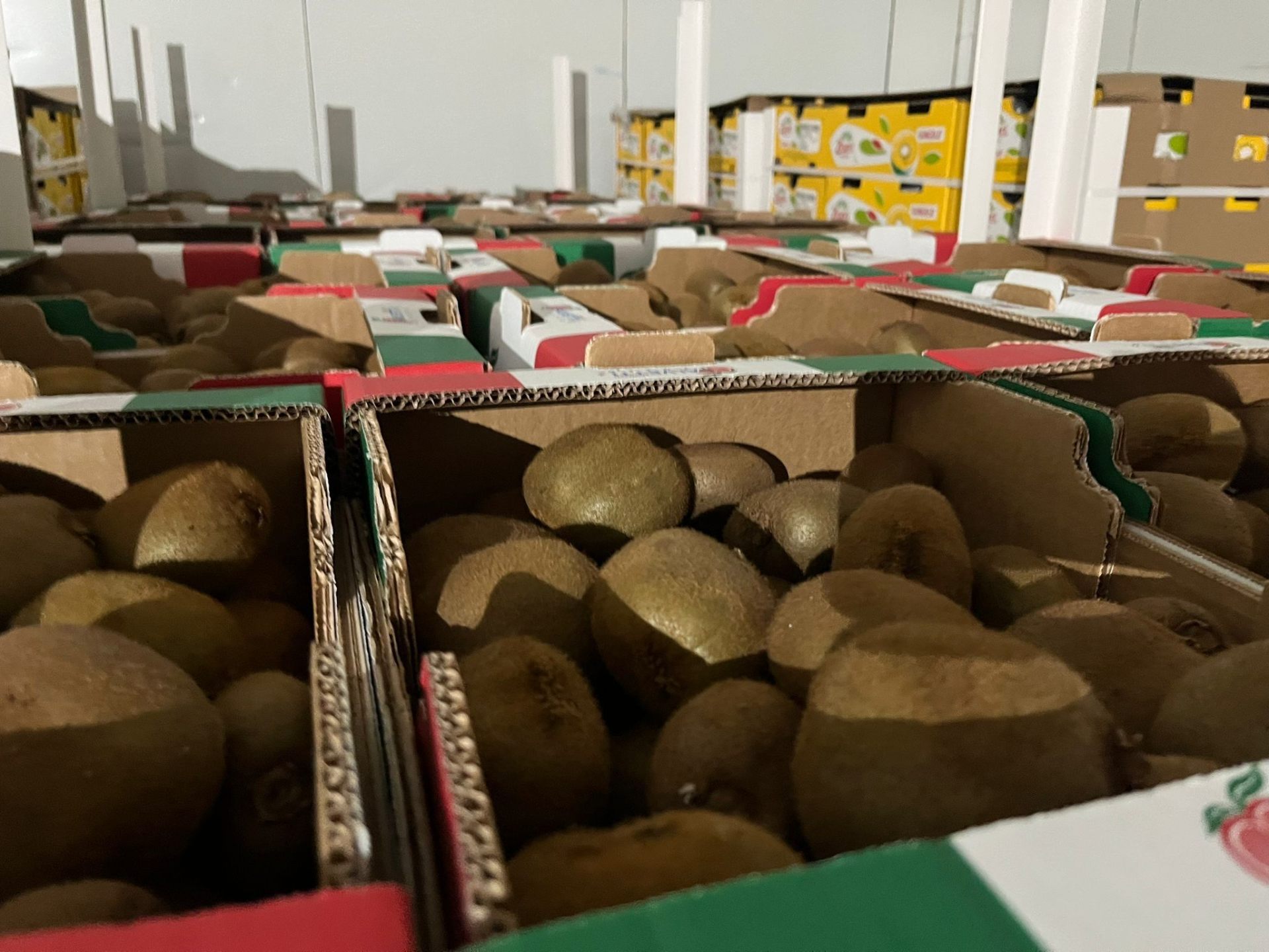 Kiwis - Surfrutas SLU Mercalaspalmas